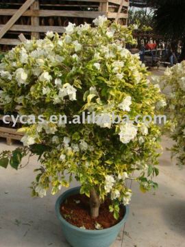 Bougainvillea