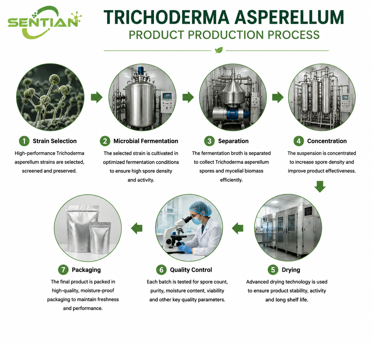 Trichoderma asperellum（1）