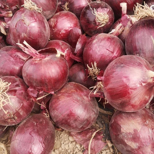 40mm Natural Fresh Onion 15kg / Mesh Bag , China Manufacturer