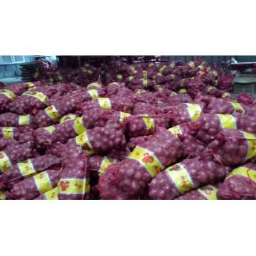 Esportare nuove cipolle rosse di buona qualità