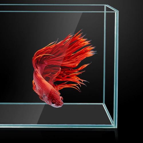 उच्च प्रदर्शन सुरक्षित रूप से फैंसी मछली टैंक