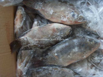 Frozen Black Tilapia