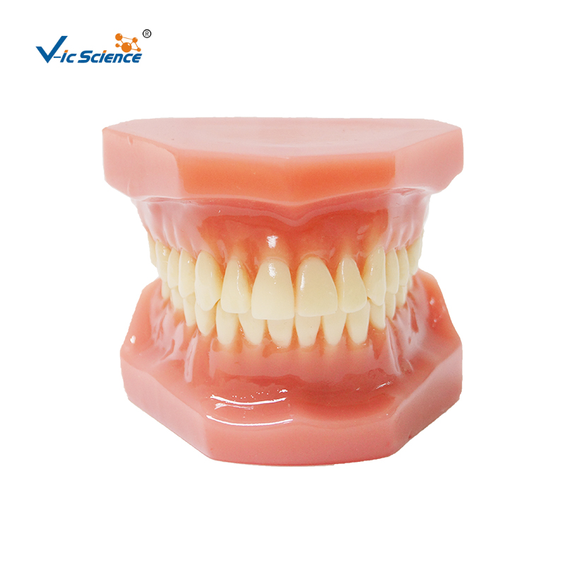 Teeth Model