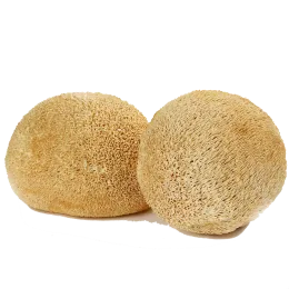 dried lion's mane mushroom