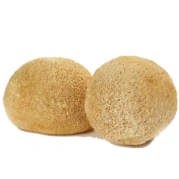 dried lion's mane mushroom