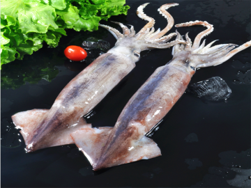 Frozen Seafood Whole Squid