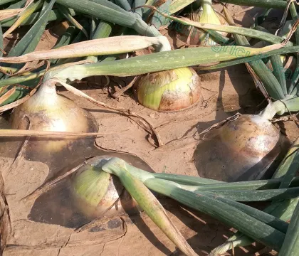 M & L size fresh yellow onions