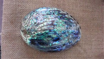 Australia raw abalone shell, nature polished sea shell