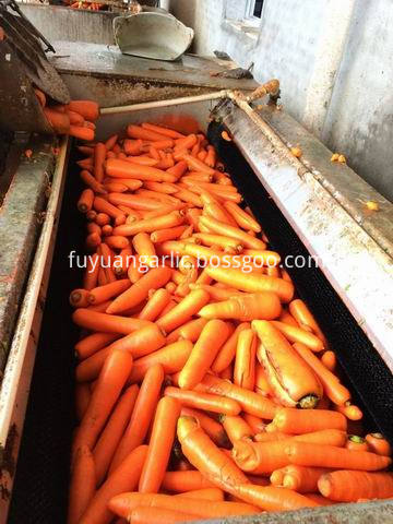 xiamen carrot 