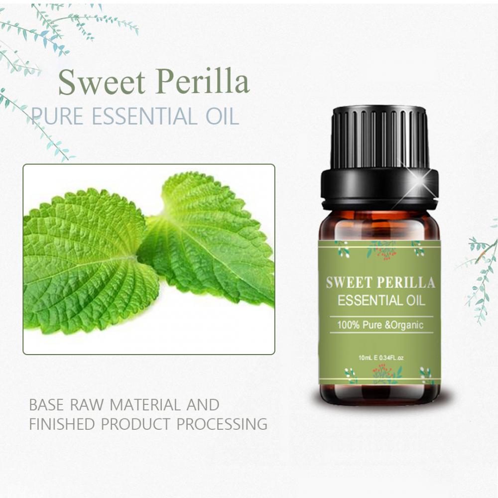 Bulk Supply Pure Natural Sweet Perilla Essential Oil