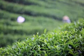 Best White Peony White Tea