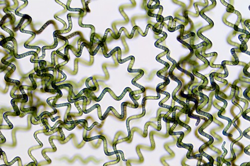 Espirulina Spirulina