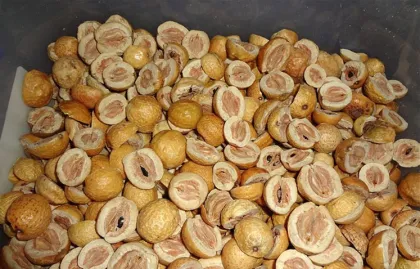 Fructus Meliae Toosendan chuan lian zi Toosendan Fruit