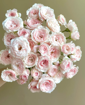 Fairy Kiss Spray Rose for Romantic Garden Decor