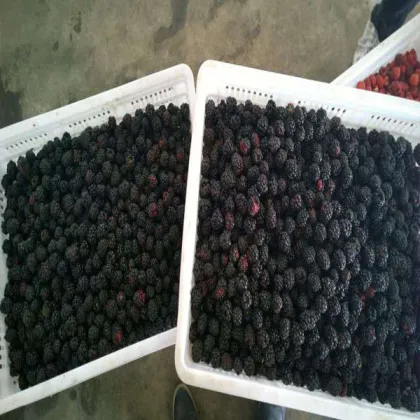 Frozen Blackberry IQF Frozen Fruits Fresh Organic Blackberry