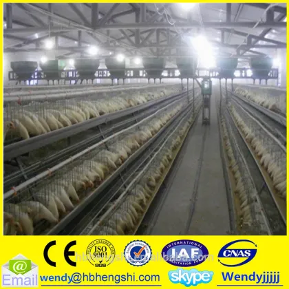 Chicken cage/chicken house/chicken farm