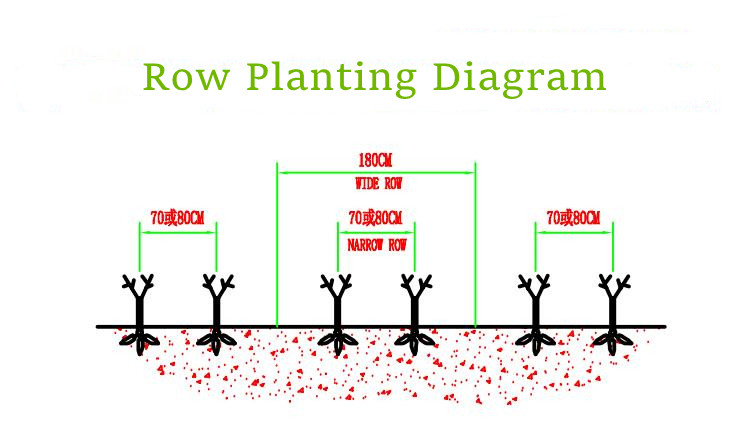 cassava planting diagram