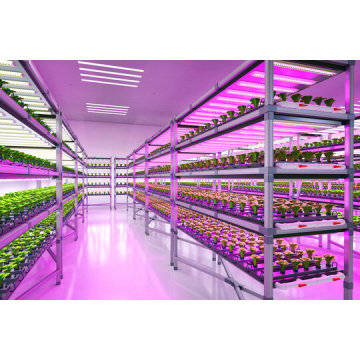 Design Customized Hydroponic Growing Ebb and Flow Trays Multilayer Rolling Bench Shelves Vertical Grow Table Grow Racks
