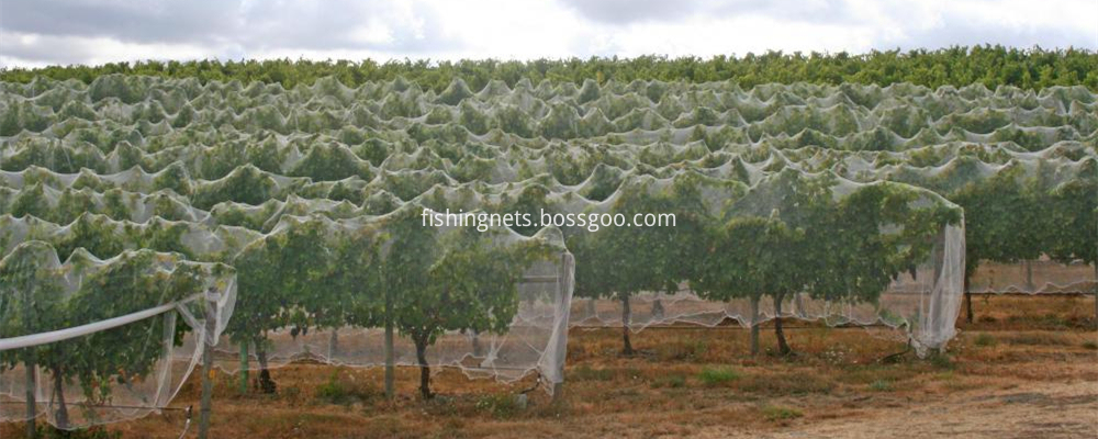 plant protective netting