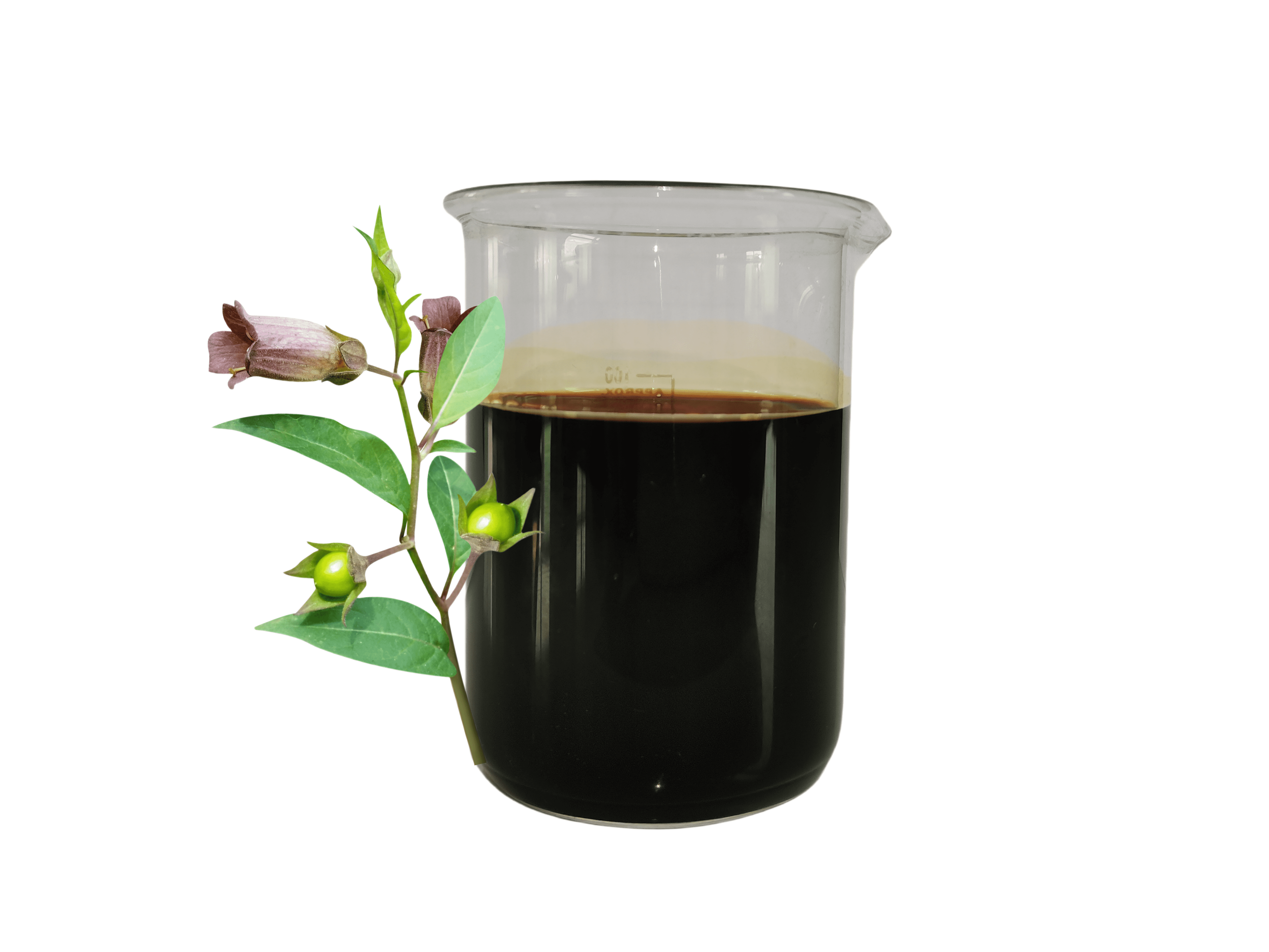 Belladonna Fluid Extract