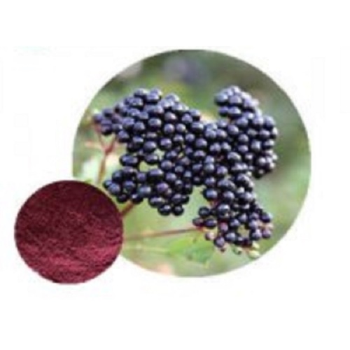 Best Maqui Berry Fruit Powder