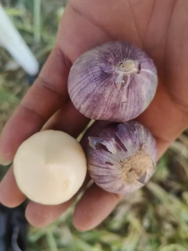 Certified Organic Single-clove Garlic