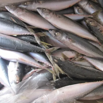 Frozen mackerel fish