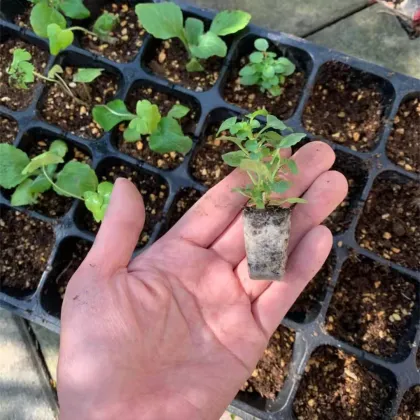 Plant Seedling Starter Nursery - Germinating Trays and Microgreen Trays