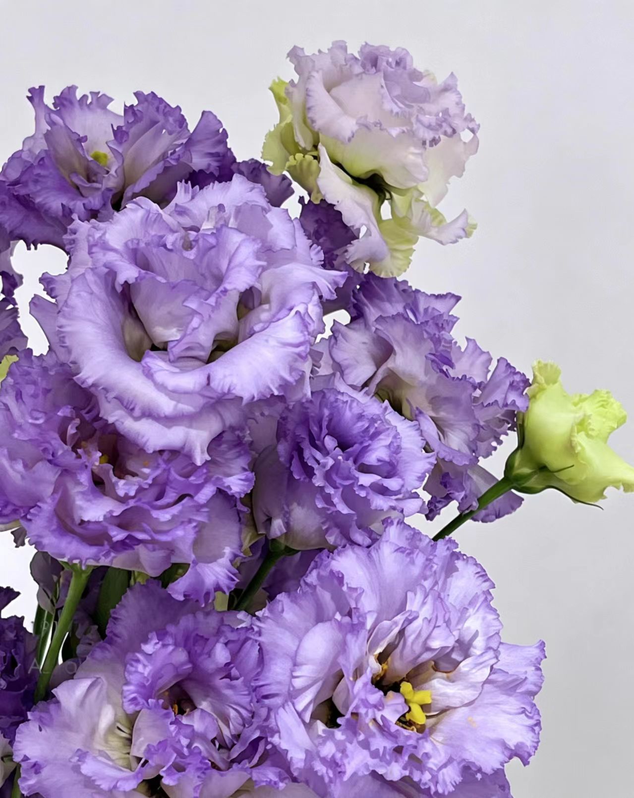 Farmer Light Purple Lisianthus
