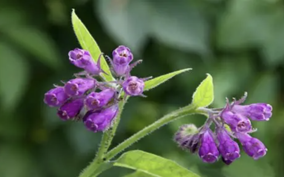 Natural Lithospermum Extract Powder
