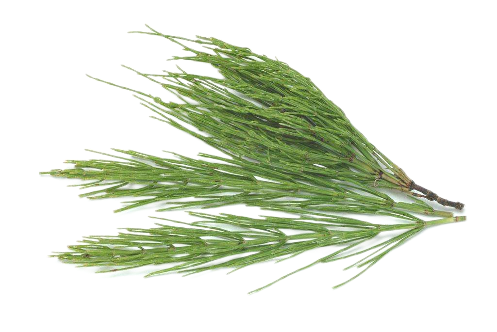 Equisetum arvense Extract