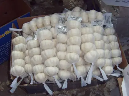 Jinxiang pure white garlic