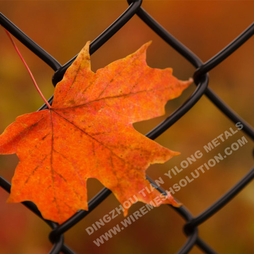 Green Coated Chain Link Fence