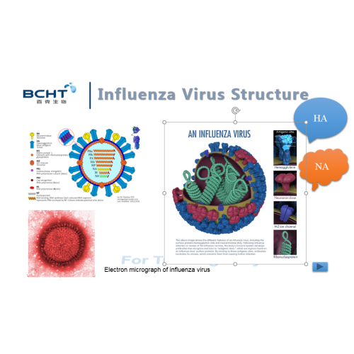 Vacuna contra la influenza y vacunación