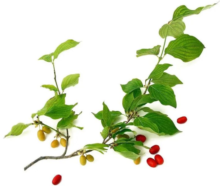 Cornus Officinalis Fruit Extract (1)