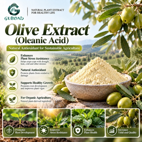 Extrato de azeitona com 20%–98% de ácido oleanólico para formulações cosméticas e nutricionais