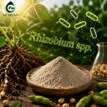 ريزوبيوم النيابة. مسحوق البكتيريا المعزز لنمو النبات