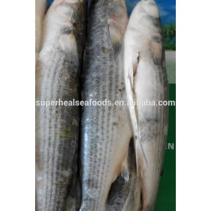 Grey Mullet Gutted Fish Frozen Seafoods