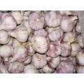 2020 NEUER KNOBLAUCH NACH GHANA EXPORTIERT