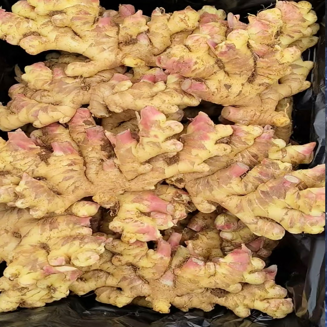 Pedaços de gengibre fresco a granel