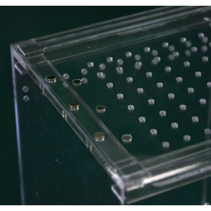 Caja de reproducción de escarabajos acrílicos