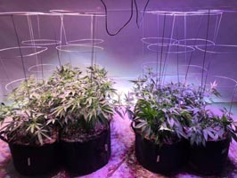 weed led grow light