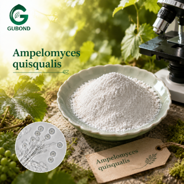 Ampelomyces Quisqualis Powder Powdery Mildew Control Fungus