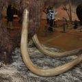 Ukuran hidup animatronic hewan model mammoth