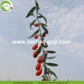 Goji Organik Semulajadi Pemakanan Borong