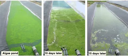 Ultrasonic algae and biofouling controller for pond and lakes