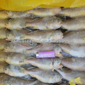 yellow fish/suppliers of king fish