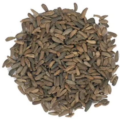 Top quality fructus arctii Burdock Root Arctium lappa