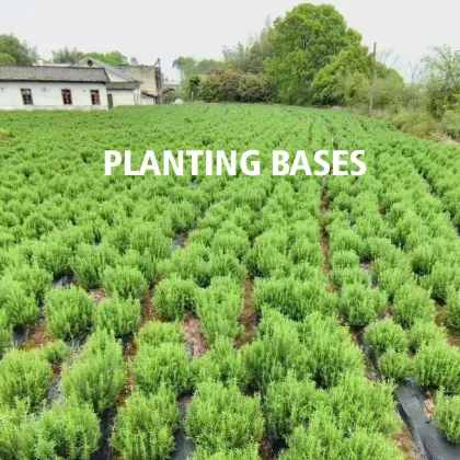 100%  rosemary essential oil bulk