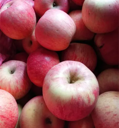 China huaguan apple early apple small apple 138-198